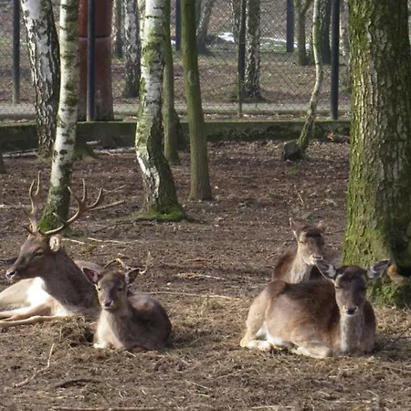 Park Lesny 'u Kaczyny' *