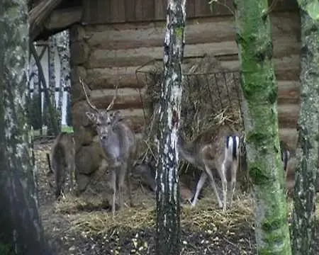 Park Lesny 'u Kaczyny' *