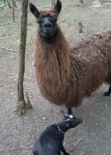 Hotel Park Lesny 'u Kaczyny' Rogow