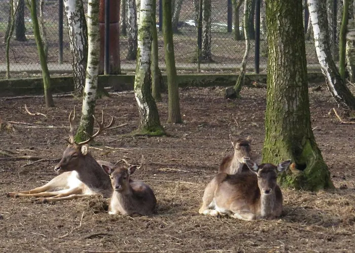 Park Lesny 'u Kaczyny' *