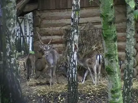 Park Lesny 'u Kaczyny' *