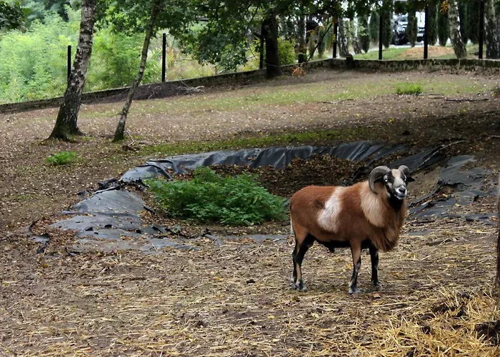 Hotel Park Lesny 'u Kaczyny' *