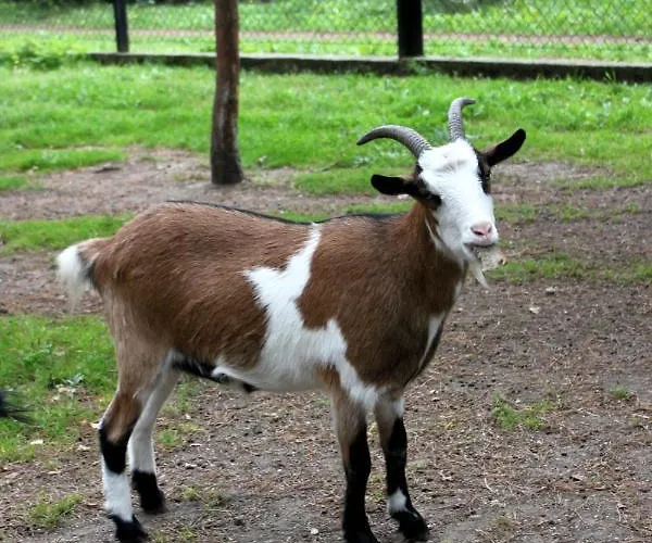 Park Lesny 'u Kaczyny' Hotel