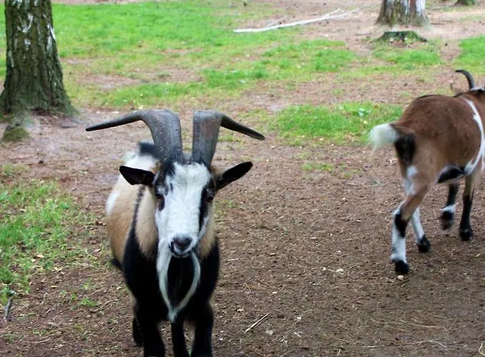 Hotel Park Lesny 'u Kaczyny'